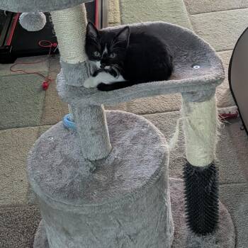 Digby -  Domestic Short Hair Cat for Adoption in Winchester, Virginia - Digby | PetCurious