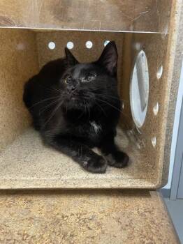 FOXTROT -  Domestic Short Hair Cat for Adoption in Tallahassee, Florida - FOXTROT | PetCurious
