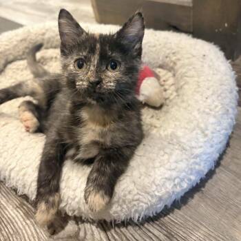 Xanthia -  Dilute Tortoiseshell Cat for Adoption in Bentonville, Arkansas - Xanthia | PetCurious