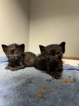 Domestic Short Hair Cats Available for Adoption in Gaithersburg, Maryland - Iron Man | PetCurious