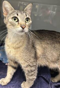 CIENNA* -  Domestic Short Hair Cat for Adoption in Santa Cruz, California - CIENNA* | PetCurious