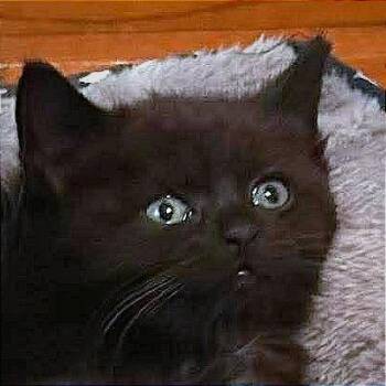 Peppa -  Domestic Short Hair Cat for Adoption in Hannibal, Missouri - Peppa | PetCurious