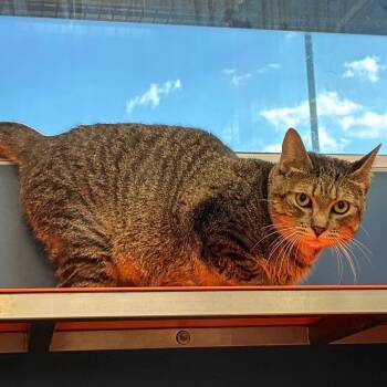 Adam -  Domestic Short Hair Cat for Adoption in Tulsa, Oklahoma - Adam | PetCurious