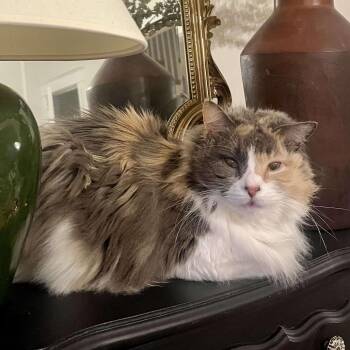 Cassie -  Domestic Medium Hair and Mixed Breed Cat for Adoption in Philadelphia, Pennsylvania - Cassie | PetCurious