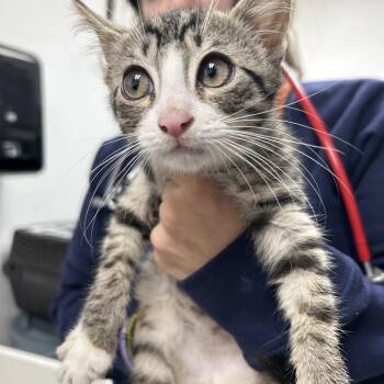 Domestic Short Hair Cats Available for Adoption in Newark, New Jersey - Peanut | PetCurious