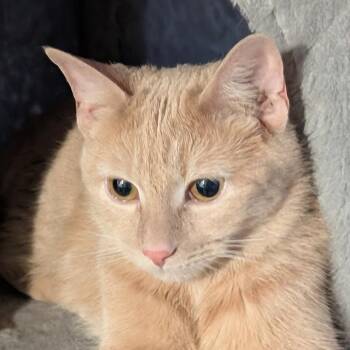 Domestic Short Hair Cats Available for Adoption - Ann | PetCurious