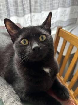 Rescue American Shorthair Cats for Adoption in Philadelphia, Pennsylvania - Tuffertina | PetCurious