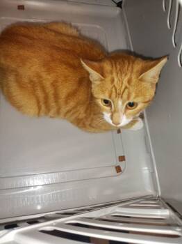 Rescue Domestic Short Hair Cats for Adoption in Atlanta, Georgia - Bell | PetCurious