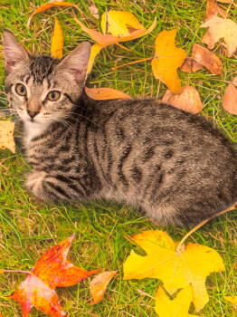 Rescue Domestic Short Hair Cats for Adoption in Chandler, Arizona - Alicia | PetCurious