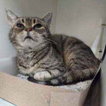 Domestic Short Hair Cats Available for Adoption in Phoenixville, Pennsylvania - Nala | PetCurious