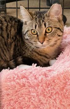 Tabby Cats Available for Adoption in Mount Clemens, Michigan - Princess | PetCurious
