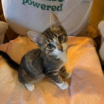 Tucker -  Domestic Short Hair and Tabby Cat for Adoption in Houston, Texas - Tucker | PetCurious