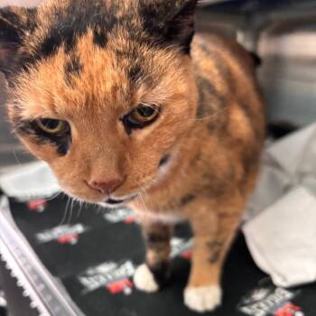 Honey -  Domestic Short Hair Cat for Adoption in Philadelphia, Pennsylvania - Honey | PetCurious