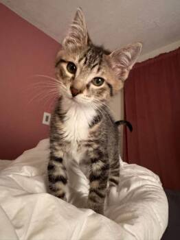 Clark -  Domestic Short Hair Cat for Adoption in Ontario, New York - Clark | PetCurious
