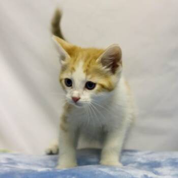 Cookie Dough -  Domestic Short Hair Cat for Adoption in Denver, Colorado - Cookie Dough | PetCurious