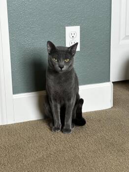 THERMAN -  Domestic Short Hair Cat for Adoption in Broomfield, Colorado - THERMAN | PetCurious
