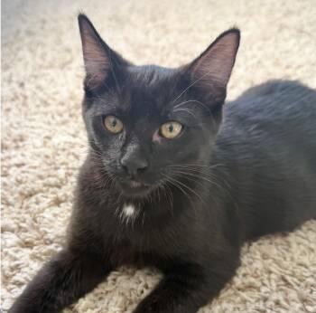 Dot -  Domestic Short Hair Cat for Adoption in Sonora, California - Dot | PetCurious