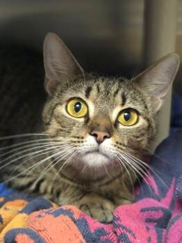 Raquel -  Domestic Short Hair Cat for Adoption in Westland, Michigan - Raquel | PetCurious