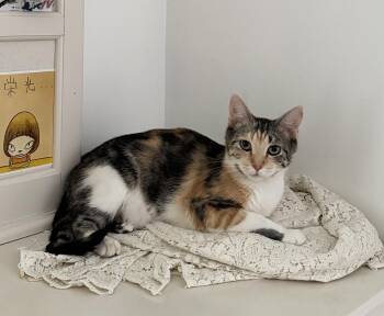 Rescue Domestic Short Hair Cats for Adoption in Philadelphia, Pennsylvania - Marshmallow S