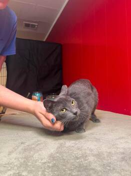 Cinnabon Delight -  Domestic Short Hair Cat for Adoption in Cleveland, Ohio - Cinnabon Delight | PetCurious