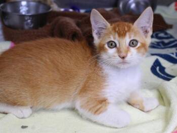 NACHO -  Domestic Short Hair Cat for Adoption in Tallahassee, Florida - NACHO | PetCurious