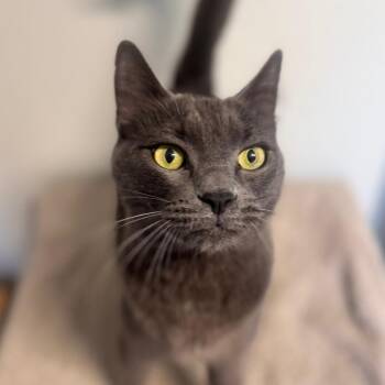 Chartreux and Domestic Short Hair Cats Available for Adoption in Brownsboro, Alabama - Charlie | PetCurious