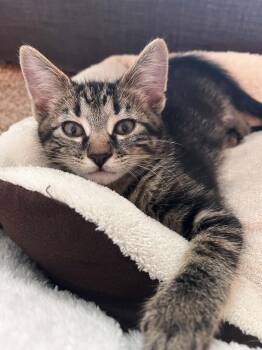 Fudge -  Domestic Short Hair Cat for Adoption in Grand Rapids, Michigan - Fudge | PetCurious
