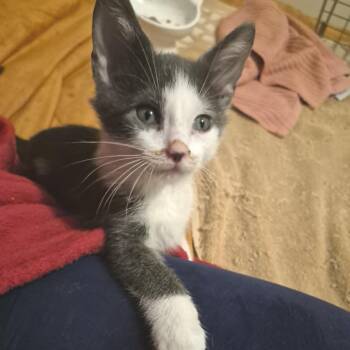 Fries -  Domestic Short Hair Cat for Adoption in West Olive, Michigan - Fries | PetCurious
