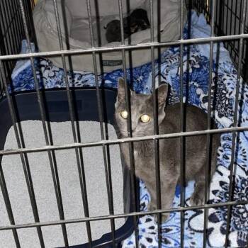 misty -  Domestic Short Hair Cat for Adoption in Oceanside, New York - Misty | PetCurious