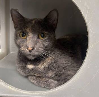 Rescue Domestic Short Hair Cats for Adoption in Roanoke, Virginia - Rumi | PetCurious