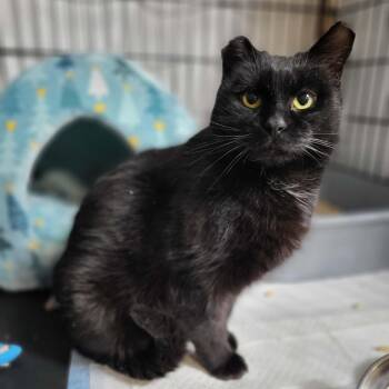 Vader -  Domestic Short Hair Cat for Adoption in Mississauga, Ontario - Vader | PetCurious