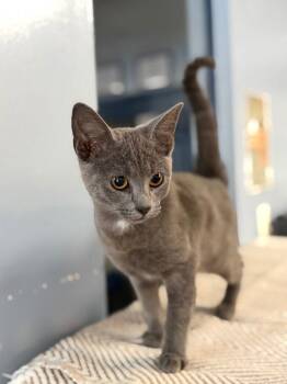 Persimmon -  Domestic Short Hair Cat for Adoption in Lovingston, Virginia - Persimmon | PetCurious