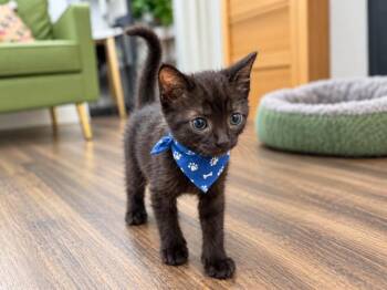 Zombie Bruce Boo -  Bombay and Domestic Short Hair Cat for Adoption in Friendswood, Texas - Zombie Bruce Boo | PetCurious