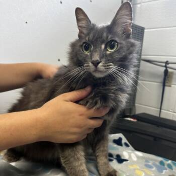 Misty Lou -  Domestic Long Hair Cat for Adoption in Spruce Pine, North Carolina - Misty Lou | PetCurious
