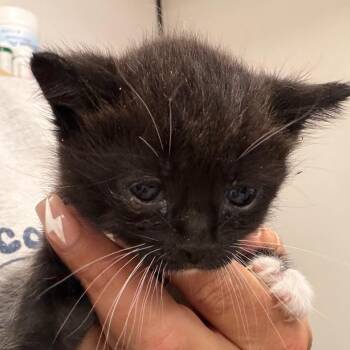 Domestic Medium Hair Cats Available for Adoption in Lake Jackson, Texas - Minerva | PetCurious