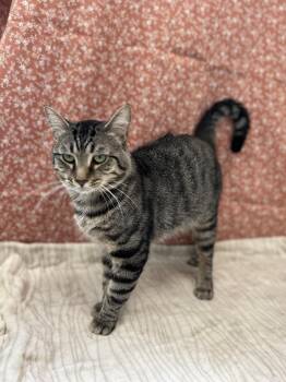 Stanley -  Domestic Short Hair Cat for Adoption in Upper Sandusky, Ohio - Stanley | PetCurious