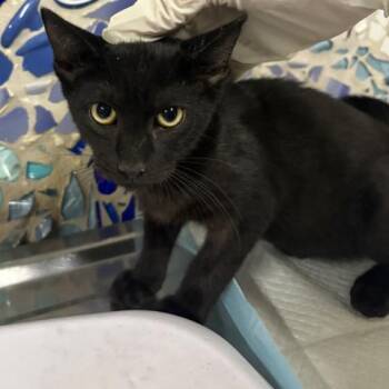 CAMEMBERT -  Domestic Short Hair Cat for Adoption in Pensacola, Florida - CAMEMBERT | PetCurious