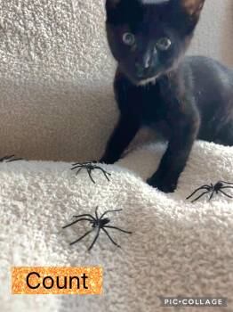 Rescue Domestic Short Hair Cats for Adoption in Blue Springs, Missouri - Count | PetCurious