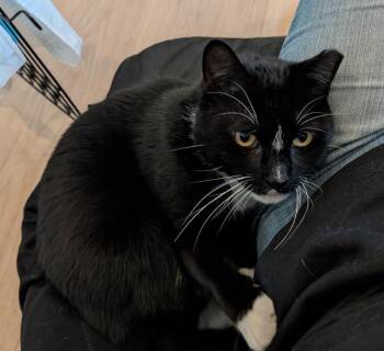 Tuxedo and Domestic Short Hair Cats Available for Adoption in Sunnyvale, California - Bobby | PetCurious