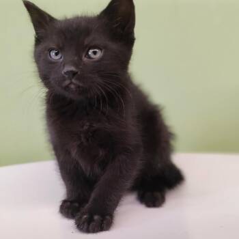 Domestic Short Hair Cats Available for Adoption in St. Helena, California - Rosie | PetCurious