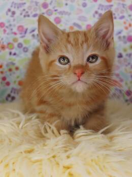 Rescue Domestic Short Hair Cats for Adoption in Ashland, Kentucky - Garfield | PetCurious