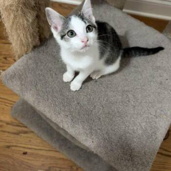 Jelly -  Tuxedo and Domestic Short Hair Cat for Adoption in Knoxville, Tennessee - Jelly | PetCurious