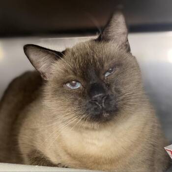 Gnocchi -  Siamese Cat for Adoption in Palm Springs, California - Gnocchi | PetCurious