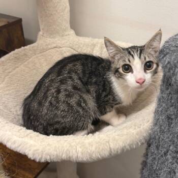 Noah -  Domestic Short Hair Cat for Adoption in Hemet, California - Noah | PetCurious
