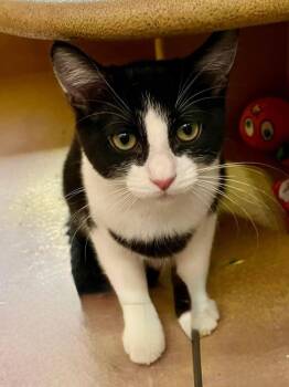 Rescue Domestic Short Hair Cats for Adoption in Chandler, Arizona - Poppy Mary Stoffers | PetCurious