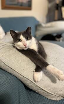 Domestic Short Hair Cats Available for Adoption in Zimmerman, Minnesota - Finn | PetCurious