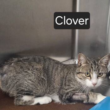 Domestic Short Hair Cats Available for Adoption in Snow Hill, North Carolina - Clover | PetCurious