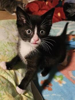 COSMIC BROWNIE -  Domestic Short Hair Cat for Adoption in Clyde, North Carolina - COSMIC BROWNIE | PetCurious
