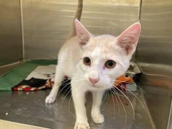 DINGHY -  Domestic Short Hair Cat for Adoption in Tustin, California - DINGHY | PetCurious