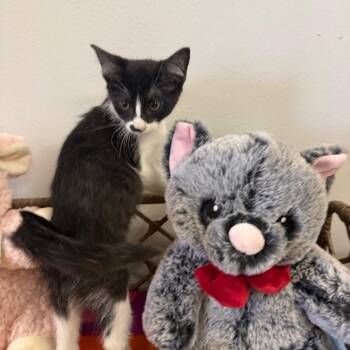 Domestic Short Hair Cats Available for Adoption - Queenie | PetCurious